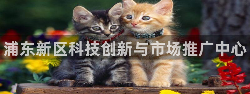 金年会官方网站登录网址是多少