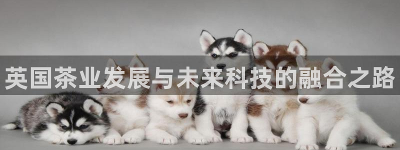 金年会体育全站app